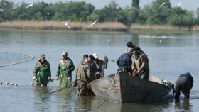 В России увеличится объем рыбопереработки